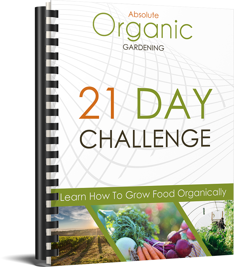 21DAY