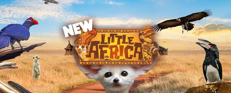 Guide to Little Africa – A New Animal Adventure