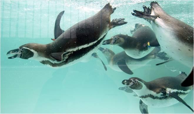 3 Reasons Why You Will Love the Penguins at Paultons
