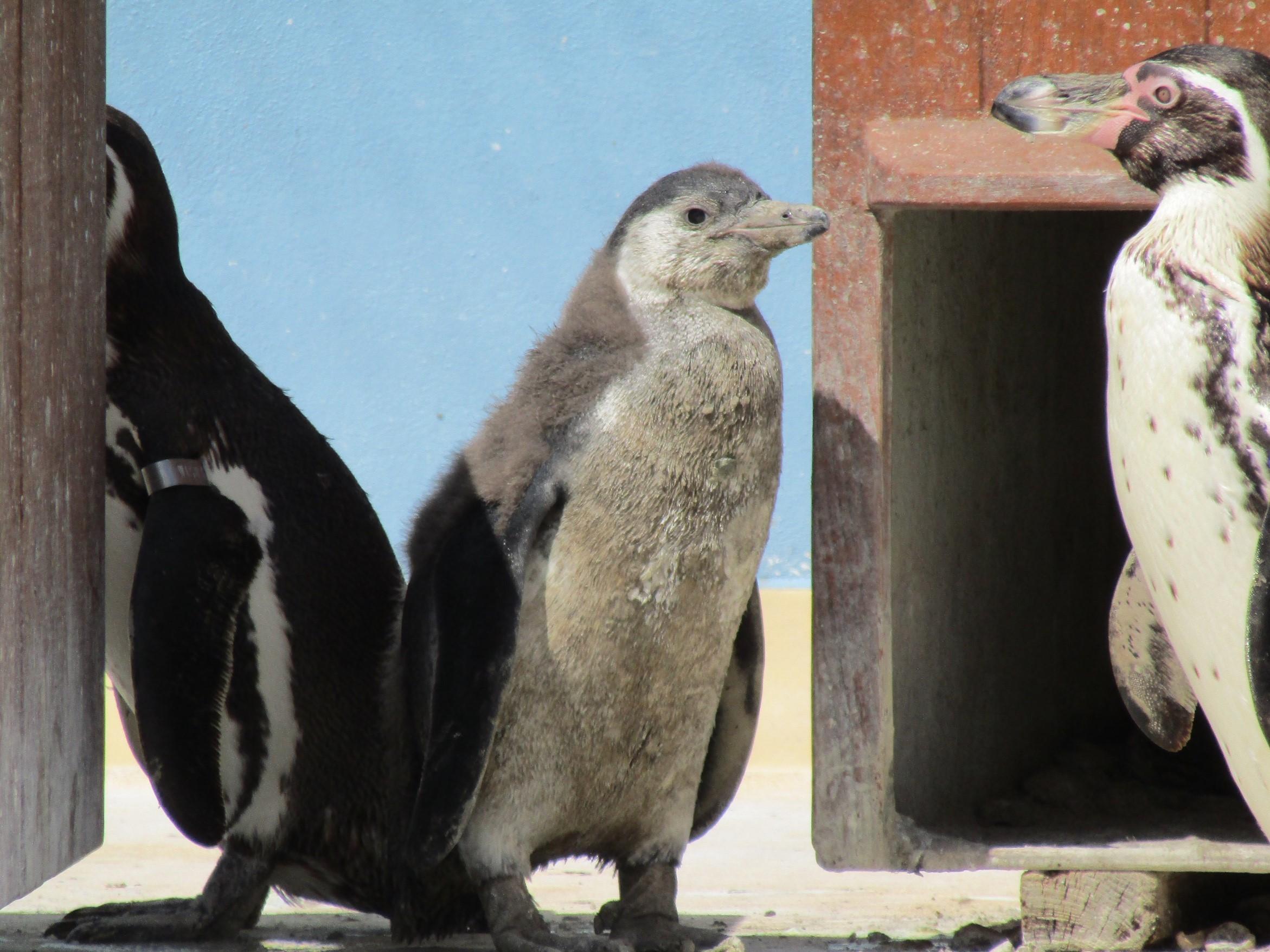 Paultons Park welcomes three new penguin chicks