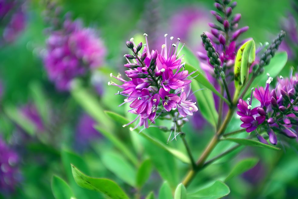 New zealand hebe plants for traditional gardens
