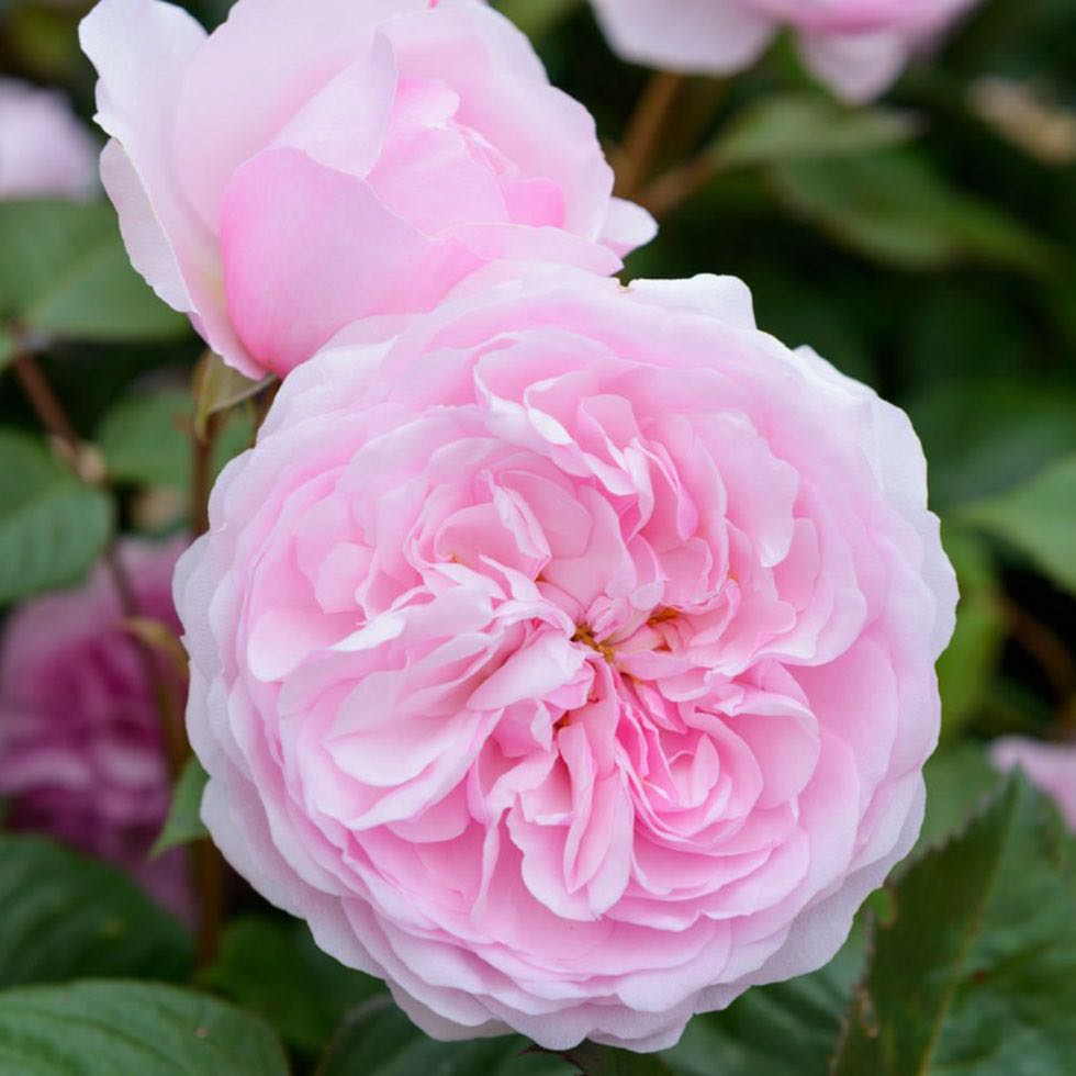plants for traditional gardens olivia rose austin