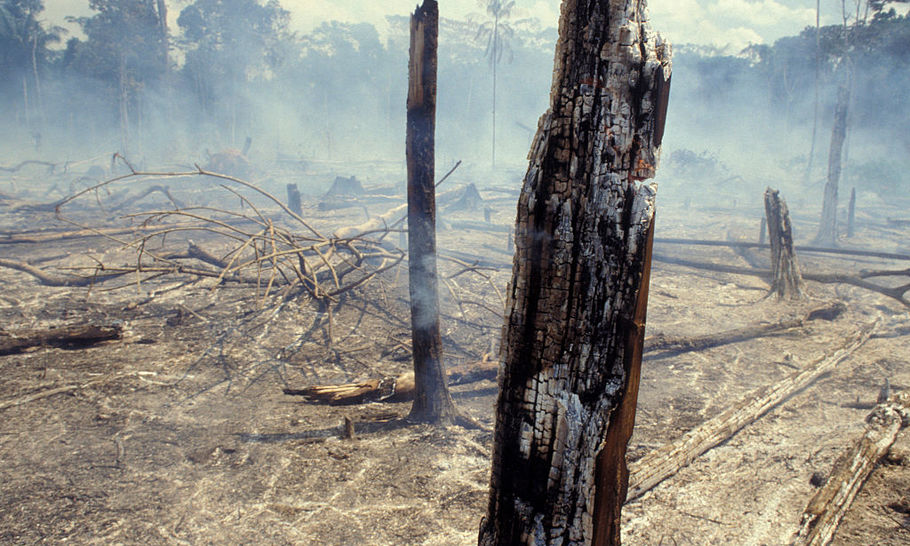 To burn the rainforest is a crime against humanity. Only Trump can stop it