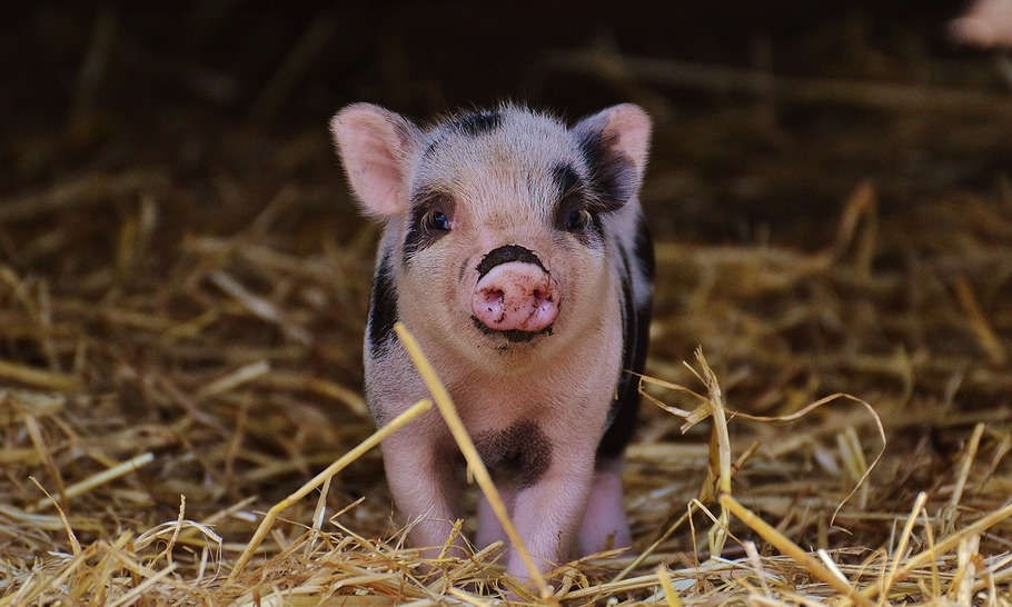 Let's talk about the pigs