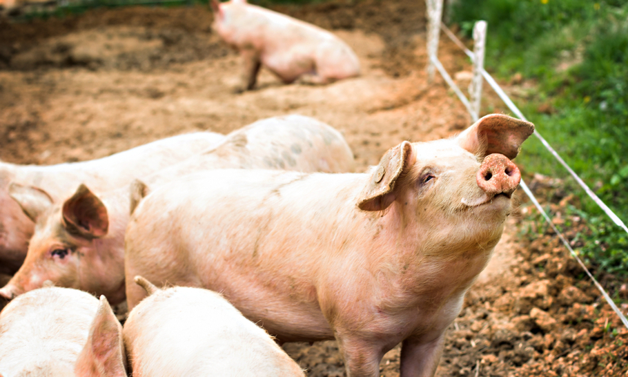 DEFRA’s ‘Path to Sustainable Farming’ heralds a rural revolution 