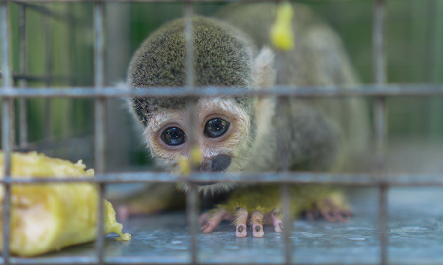 How to win the global battle against the illegal wildlife trade