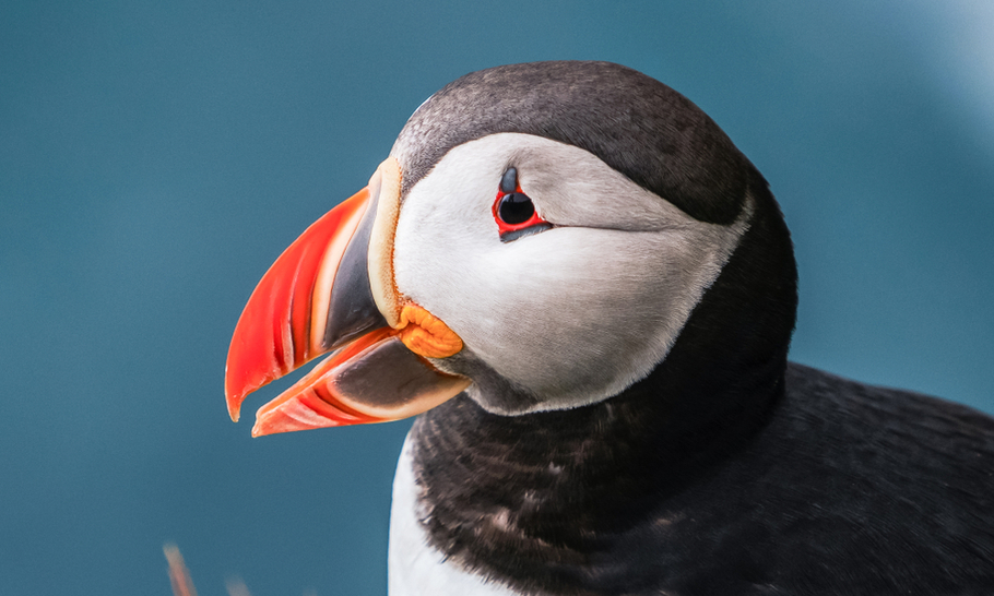 Puffins Labours Lost