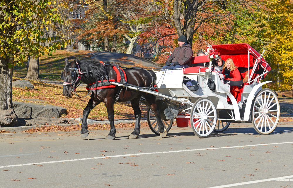 Horses, dogs and animal welfare