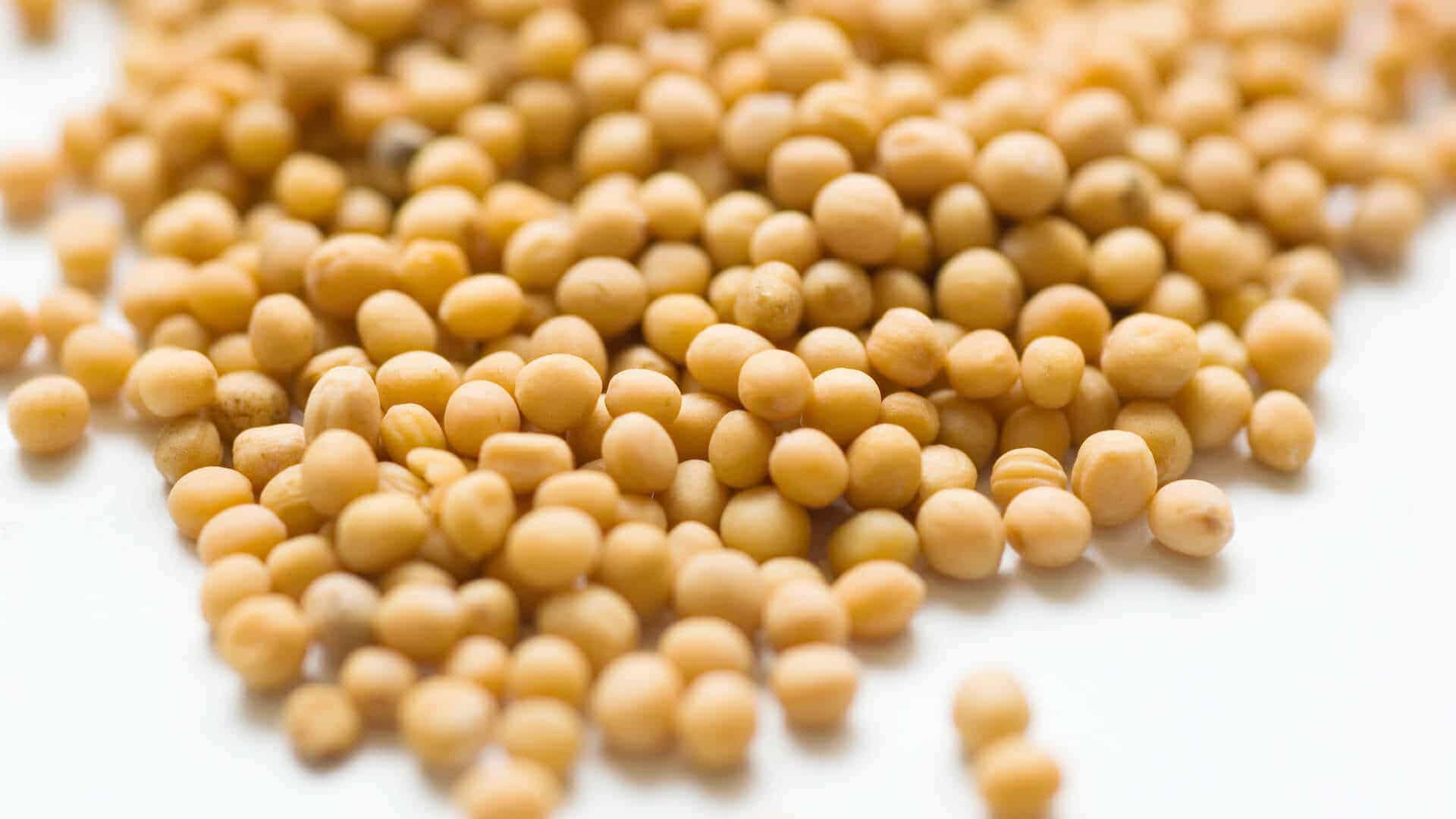 O que Jesus quis dizer com “fé como um grão de mostarda?”