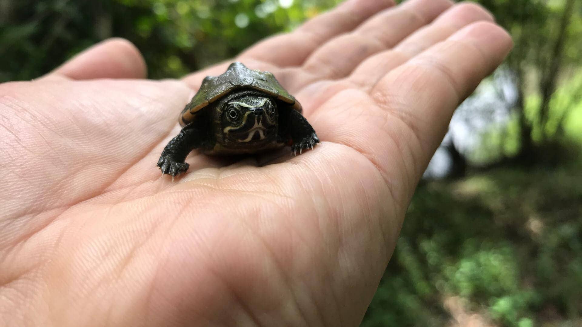 O Sapo O Poco E A Tartaruga Ponto Sj o sapo o poco e a tartaruga ponto sj