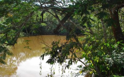 1ª Caçada de 2018: Alcateia do Agr. 1398 Nª Srª do Amparo-Portimão