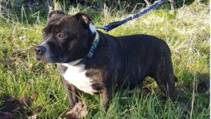 Dog found abandoned at Blackpool church to be reunited with owner