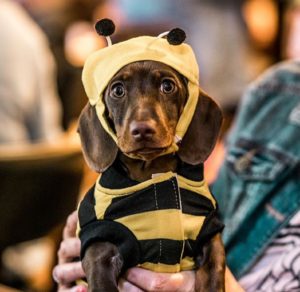 A dachshund cafe full of cute sausage dogs is coming to Manchester this month