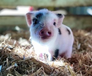 Volunteers needed to cuddle pigs all day at animal sanctuary in the US