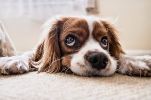 Urgent warning to dog owners as dangerous vomiting virus reaches North West