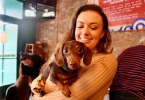 A sausage dog disco full of cute pups is coming to Manchester