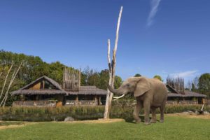 Safari lodges where elephants roam about next to your room opening in UK