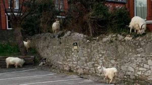 Goats have taken over a Welsh town during coronavirus lockdown