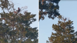 Man spotted having a picnic at the top of a 60ft tree