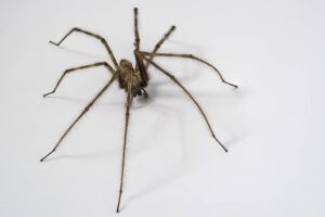 Giant spiders ‘the size of your hand’ set to invade Greater Manchester homes