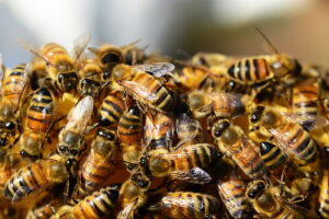 Honeybee venom ‘kills some breast cancer cells’ according to scientists