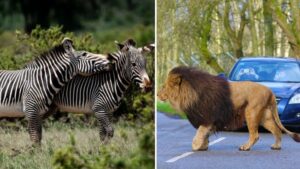 Knowsley Safari is reopening with some brand new rare animals and attractions