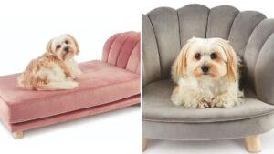 Aldi is selling luxury scalloped pet beds for your furry friends
