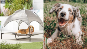 Aldi is selling little ‘sunshade’ loungers to keep your dog cool over summer