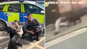 Dog thief who stole two black labradors outside M&S has now been jailed