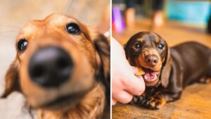 A sausage dog ‘Pup Up’ cafe full of cute little dachshunds is coming to Manchester