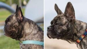 A breeder is reengineering French Bulldogs to make them healthier