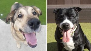 The dogs from Manchester Dogs Trust that are desperately looking for a forever home