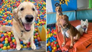 There’s a soft play centre exclusively for dogs in Greater Manchester
