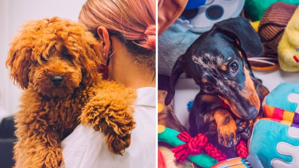 You can now get paid £24K to play with puppies all day here in