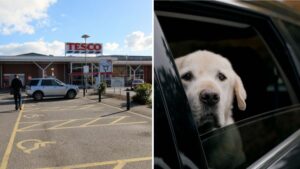 Tesco staff to patrol car parks to make sure dogs aren’t locked in hot cars during heatwave