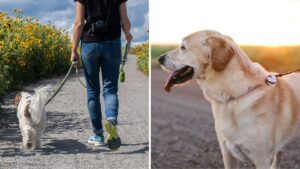 More than 30,000 sign petition calling for people who walk dogs during a heatwave to be fined