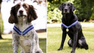 Meet the brave RAF dogs being awarded the canine equivalent of an OBE