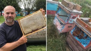 Beekeeper ‘devastated’ after arsonists kill over a million bees by setting hives alight