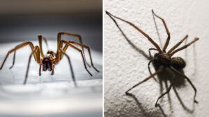 Thousands of sex-crazed spiders set to invade Greater Manchester homes for mating season