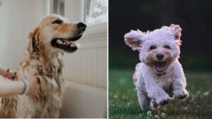 Pet theft to be made criminal offence with prison sentence after rise in ‘dognapping’