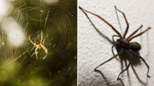 You can use a common 30p household item to stop spiders getting in your house during mating season