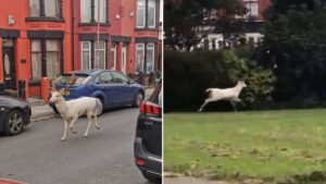 Police shoot rare white stag dead after it was seen running through residential streets