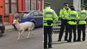 Police officers reveal why they had to kill rare white stag roaming residential streets