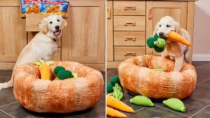 You can now get a Yorkshire pudding-shaped dog bed from Aunt Bessie’s