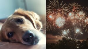 Senior vets call for complete ban on firework sales to the public