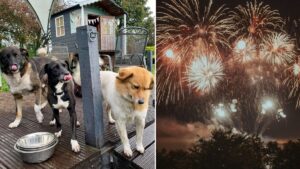Rescue centre dogs ‘cowered in corners and vomited’ during firework display on the weekend