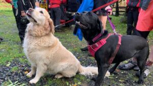 Mountain rescuer praises pet dogs for raising alarm after their owner collapsed