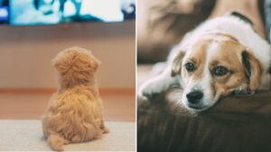 TV channel for dogs launches in UK next week to help with stress, loneliness and behavioural problems