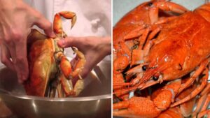 Boiling live lobsters and crabs set to be banned as they’re ‘sentient beings’