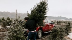 Drivers warned they could be fined £5k for putting a Christmas tree in their car